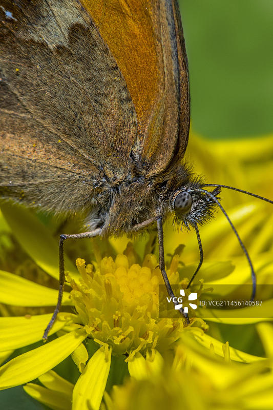 纹眼蝶在普通豚草上采蜜图片素材