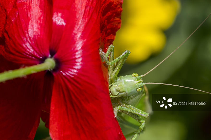 草地上的绿色大草蜢雌性成虫和红色罂粟花图片素材