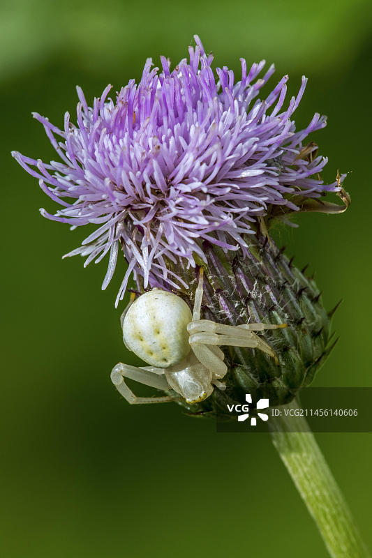 蟹蛛（Misumena vatia），在田蓟上图片素材