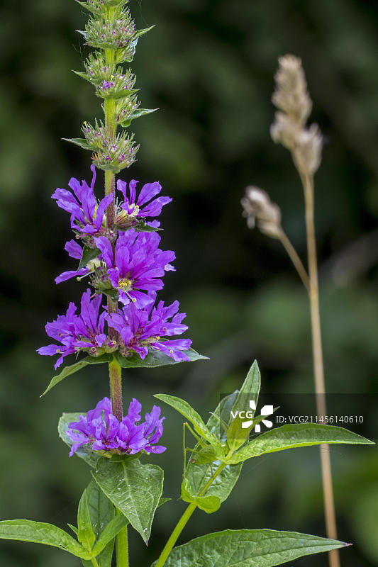 夏季千屈菜开花图片素材