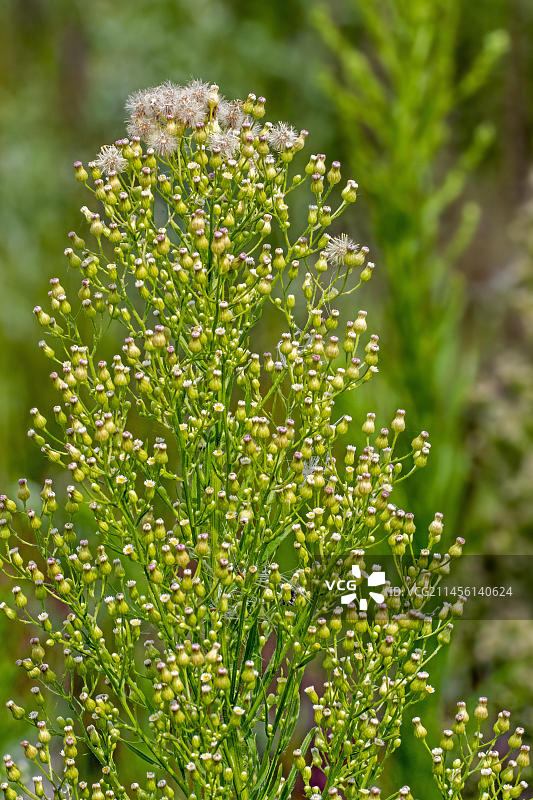 夏季开花的加拿大一枝黄花图片素材