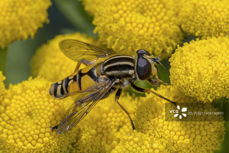 沼泽食蚜蝇（Helophilus pendulus）雌性在夏季花朵上采蜜图片素材