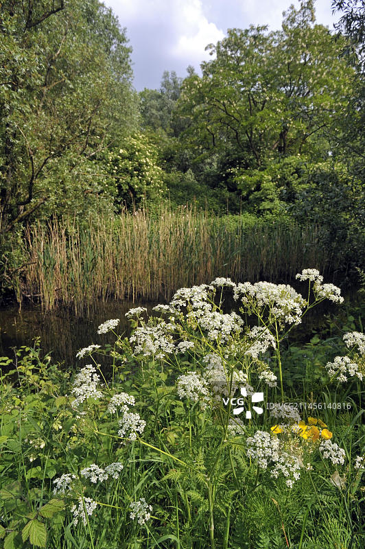 比利时Bourgoyen-Ossemeersen自然保护区水边欧芹和野山萝卜图片素材