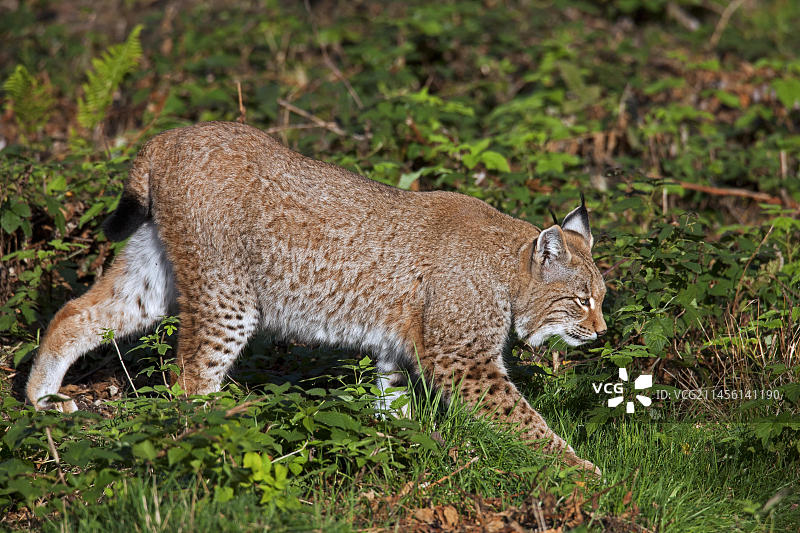 森林中潜伏的欧亚猞猁图片素材