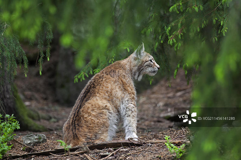 欧亚猞猁在针叶林中观察猎物图片素材