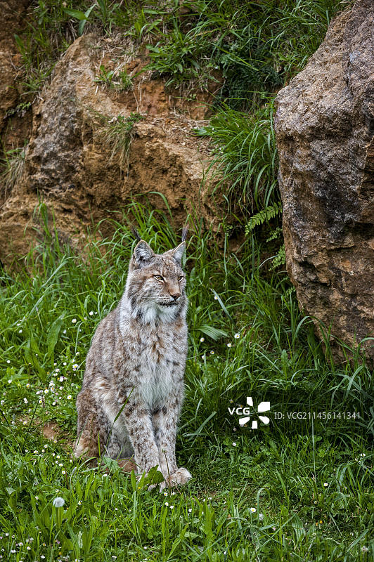 岩壁下的欧亚猞猁，西班牙坎塔布里亚卡巴塞诺公园图片素材