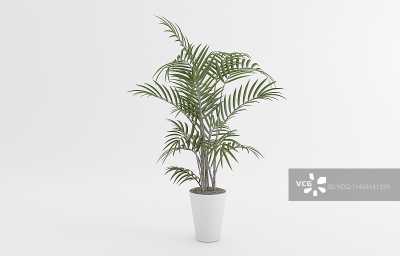 盆栽特写图片素材