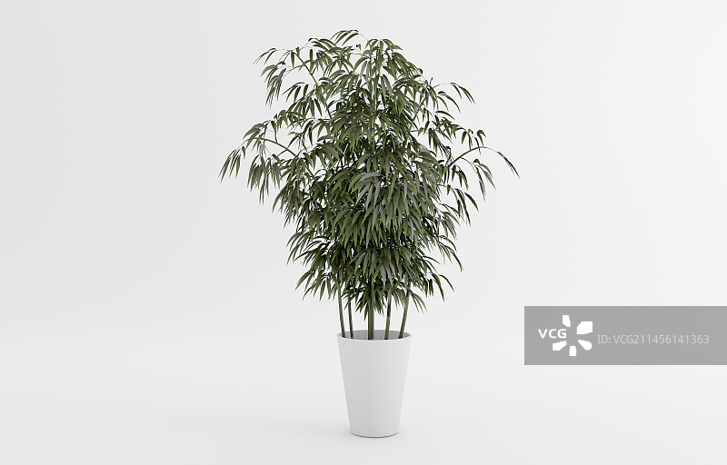 盆栽特写图片素材