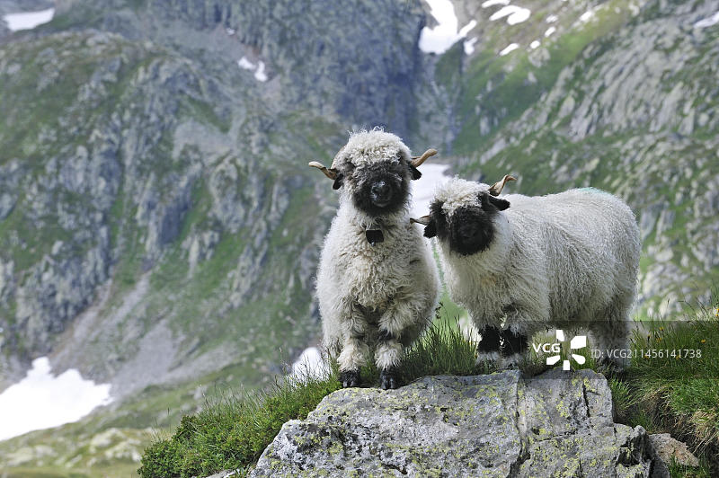瓦莱黑鼻羊，瑞士瓦莱州阿尔卑斯山图片素材