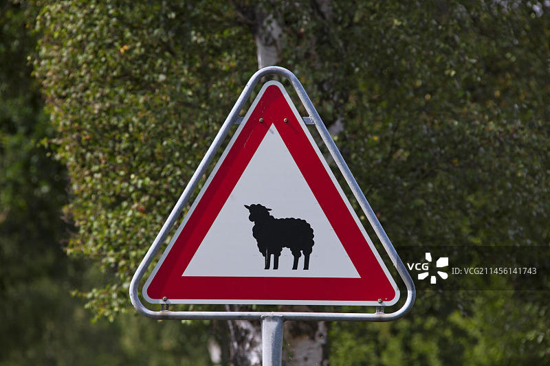 警告标志：羊群穿越道路交通标志图片素材