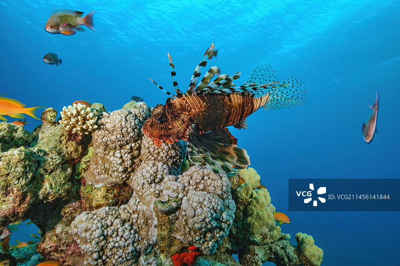 在珊瑚礁石质珊瑚上盘旋的Common狮子鱼图片素材