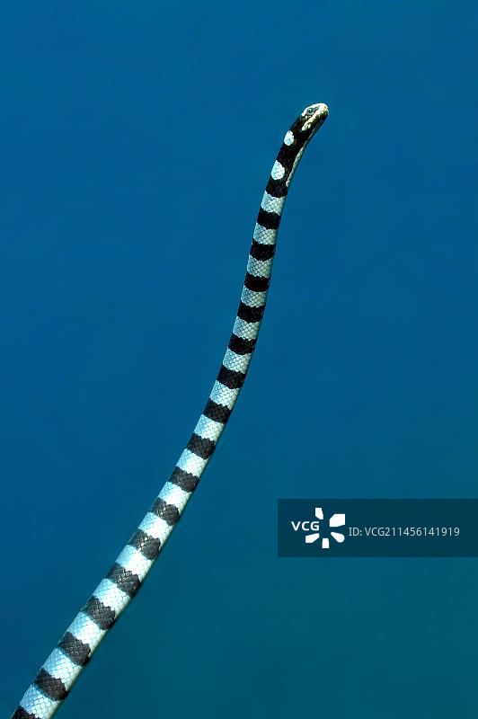 海蛇：扁尾海蛇图片素材