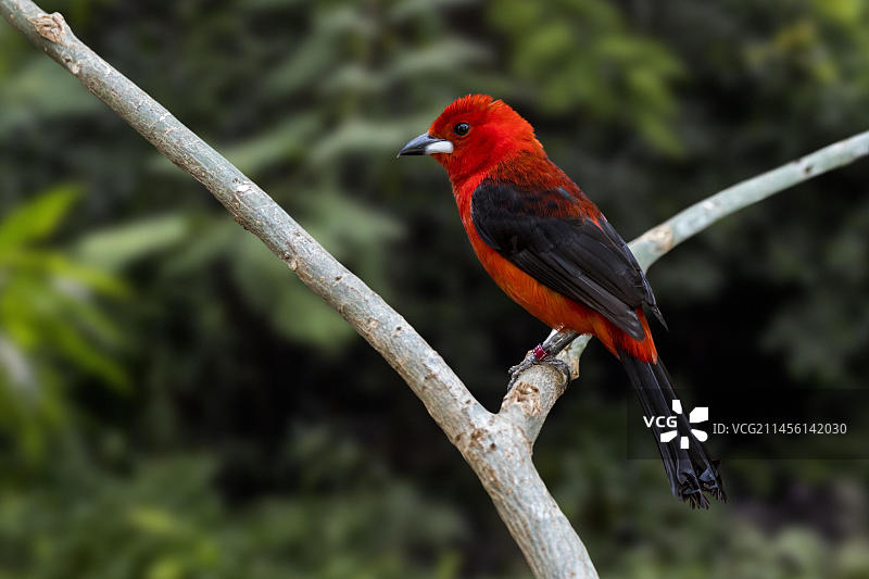 栖息在树上的巴西红臀鹟，巴西东部和阿根廷东北部的特有热带鸟类图片素材