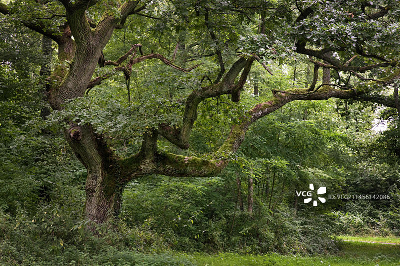 森林中的老英国橡树图片素材