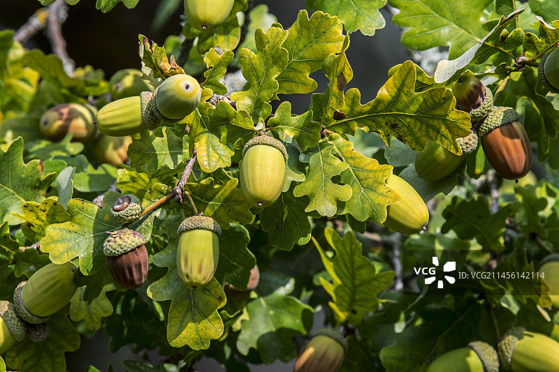 夏末秋季英国橡树带柄橡树的橡子和树叶特写图片素材