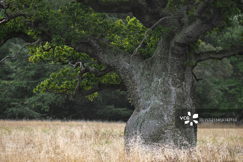 老英国栎树，柄花栎（栎属），森林边缘草地上的法国栎树图片素材