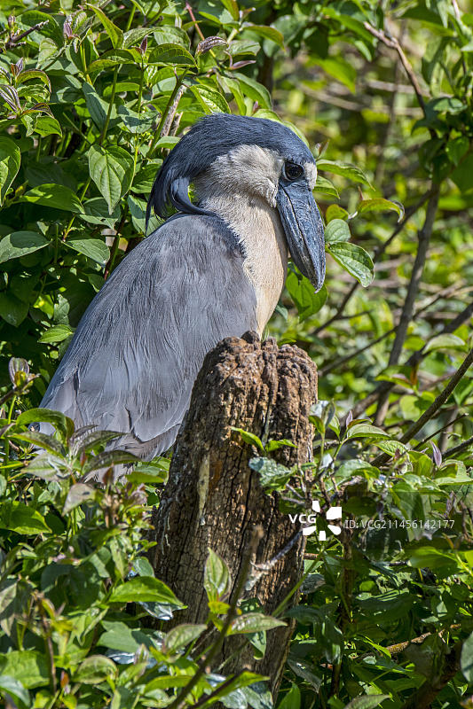 船嘴鹭（Cochlearius cochlearius），栖息在树上的船嘴鹭，原产于中美洲和南美洲的夜行鸟图片素材