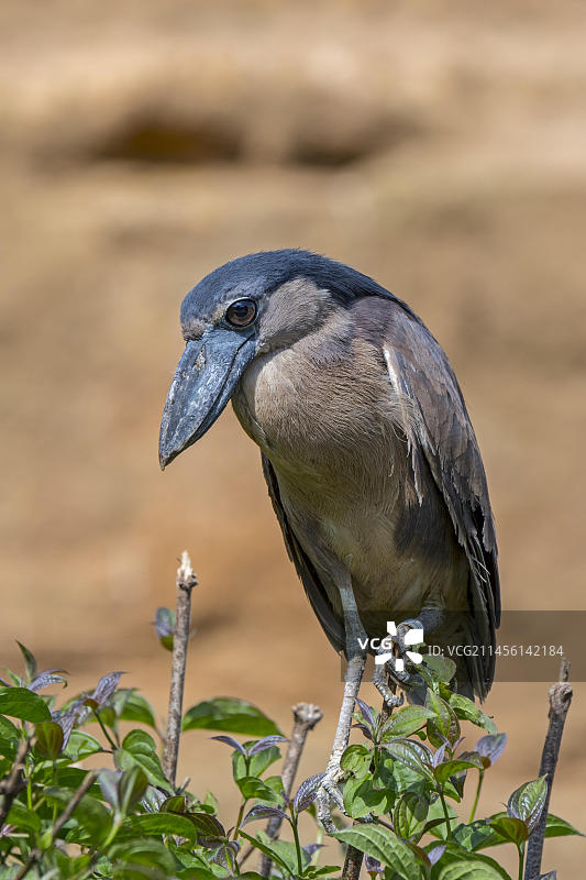 船嘴鹭幼鸟栖息在树上，原产于中美洲和南美洲的夜行鸟类图片素材