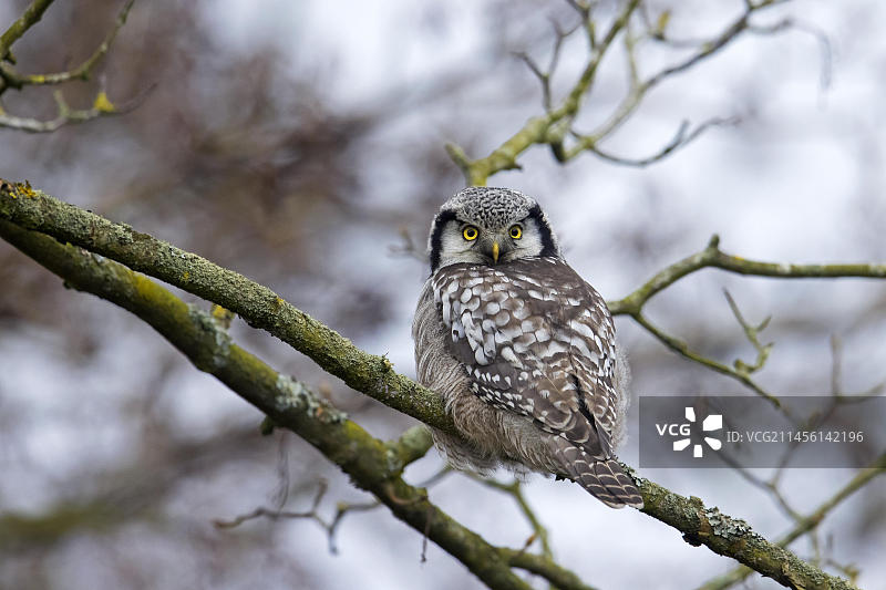 栖息在冬季树上的北鹰鸮（Surnia ulula）图片素材