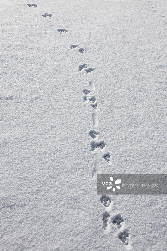 欧洲河獭在冬季雪地中的足迹和尾巴拖痕图片素材