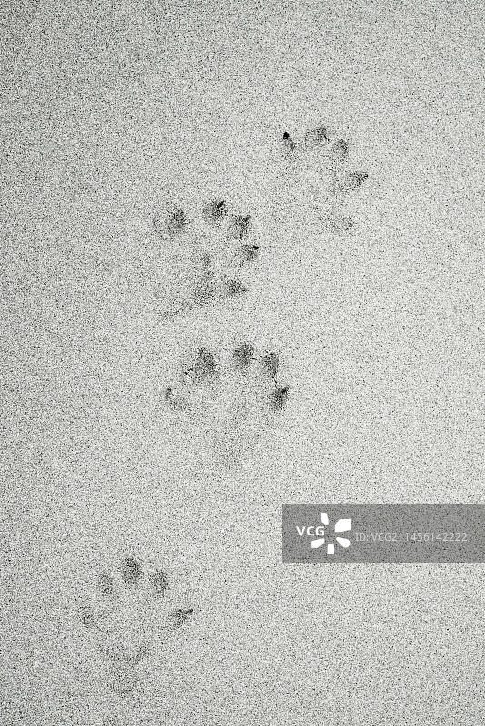 英国苏格兰沿海海滩湿海沙上的欧亚水獭（欧洲水獭）足迹图片素材