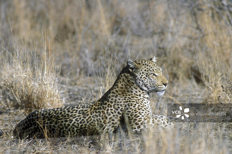 非洲豹（Panthera pardus）在南非克鲁格国家公园的草原上埋伏狩猎图片素材