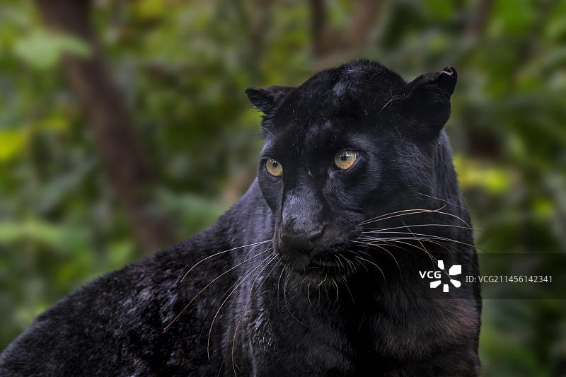 非洲和亚洲雨林中的黑色豹图片素材