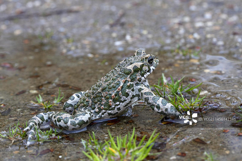 在陆地上爬行的欧洲绿蟾蜍，奥地利，欧洲图片素材