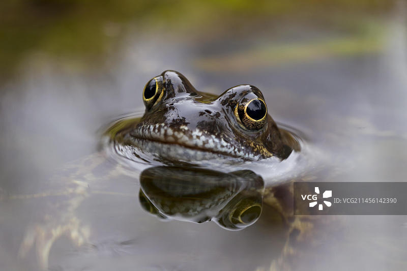 欧洲林蛙在池塘中特写，德国图片素材