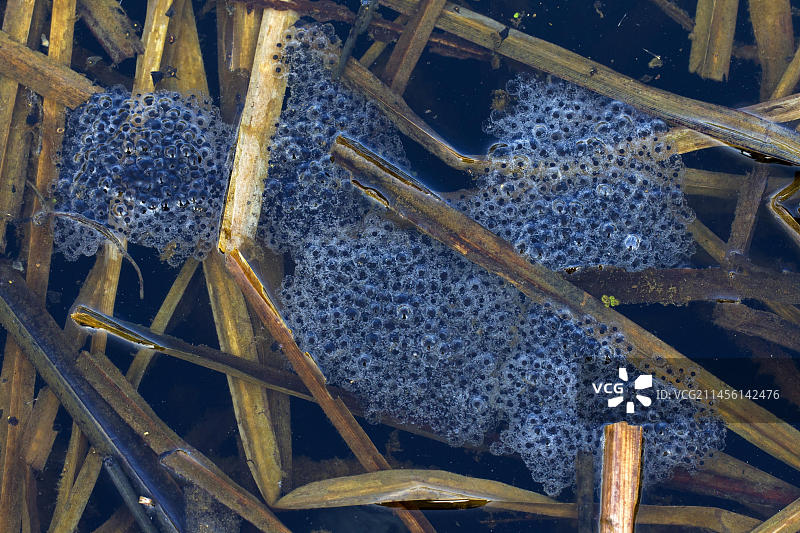 沼泽蛙(Rana arvalis)是春季繁殖季节浮在池塘浅水中的蛙卵图片素材