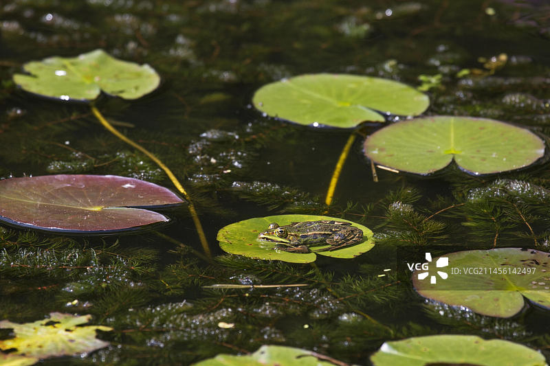 食用蛙，常见水蛙，绿蛙坐在欧洲白睡莲漂浮的叶子上图片素材