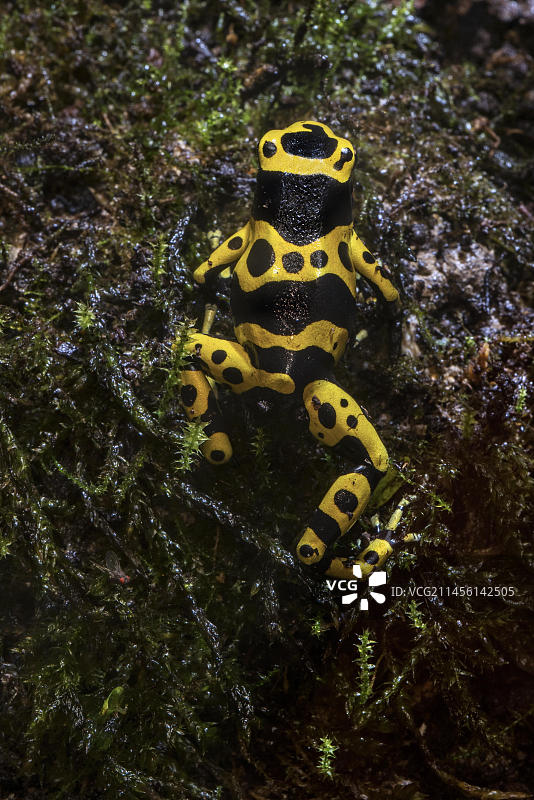 黄带箭毒蛙（Dendrobates leucomelas），原产于南美洲图片素材