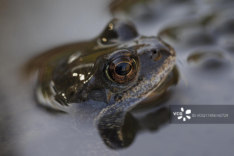 欧洲普通青蛙（Rana temporaria），池塘中蛙卵头部特写图片素材