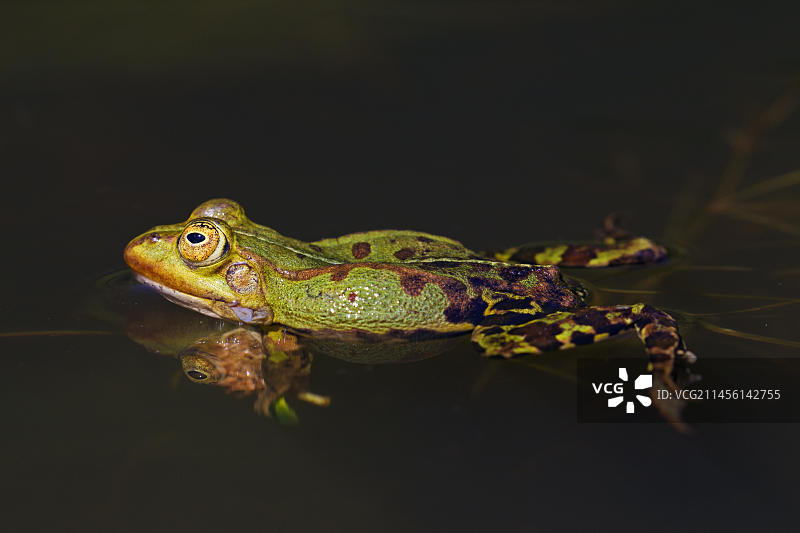 食用蛙(Pelophylax kl. esculentus)，普通水蛙，池塘中游泳的绿蛙(Rana kl. esculenta)图片素材