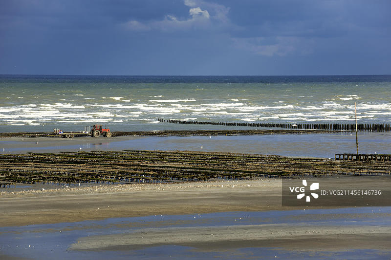 诺曼底圣马丁德瓦雷维尔海滩低潮时牡蛎养殖场中的袋装人工养殖牡蛎图片素材