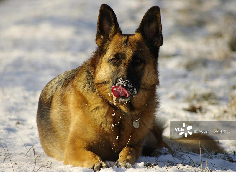 雪地中的德国牧羊犬图片素材