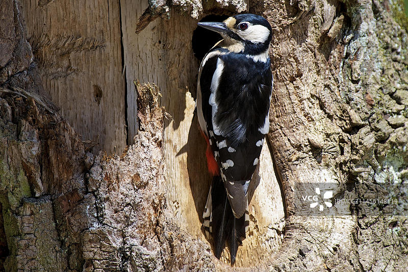 欧洲大斑啄木鸟图片素材