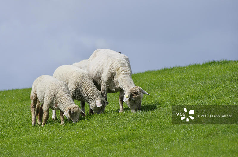 堤坝上的绵羊图片素材
