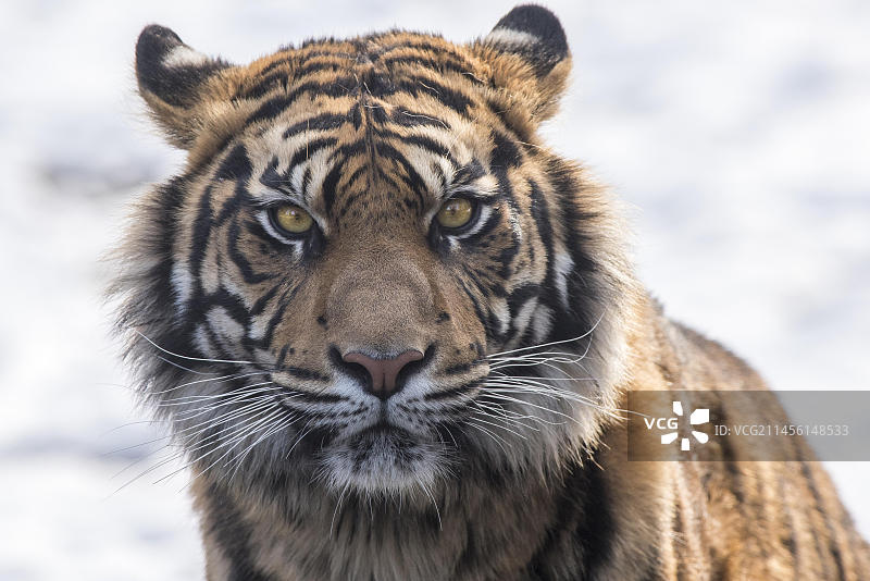阿穆尔虎图片素材