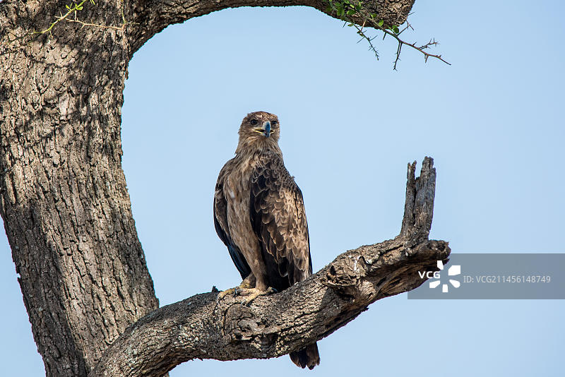 非洲猛禽博茨瓦纳雄鹰图片素材