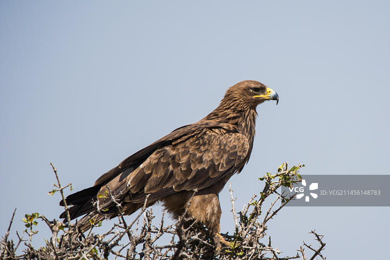 非洲猛禽博茨瓦纳雄鹰图片素材