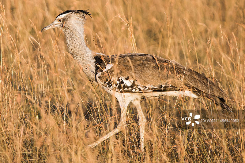 柯利鸨：非洲荒漠中的大型鸟类图片素材