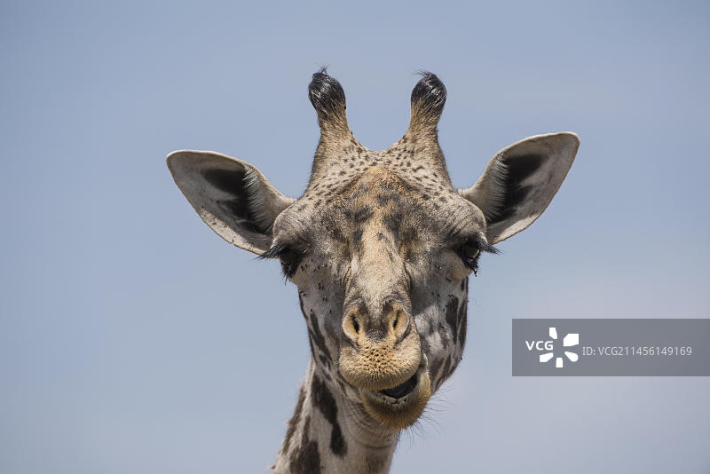 非洲长颈鹿特写图片素材
