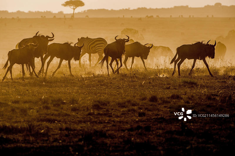 非洲博茨瓦纳乔贝国家公园的角马迁徙图片素材