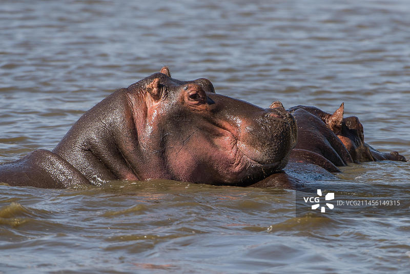 非洲河马图片素材