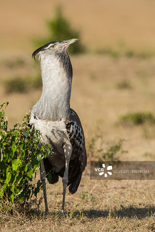 柯利鸨：非洲荒漠中的大型鸟类图片素材
