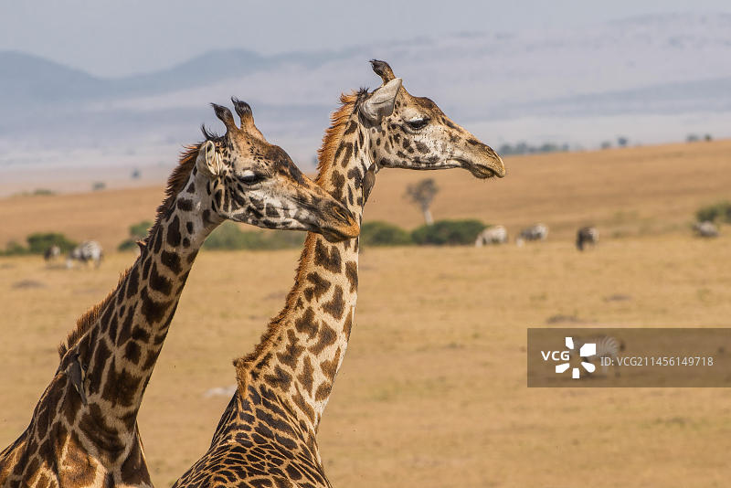 网纹长颈鹿图片素材