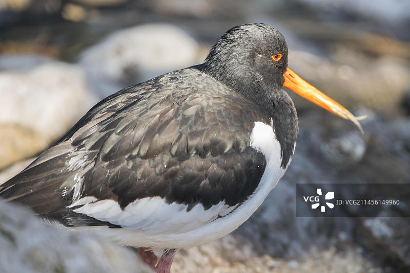 动物，蛎鹬，海滩，喙，鸟类，观鸟，英国常见鸟类图片素材