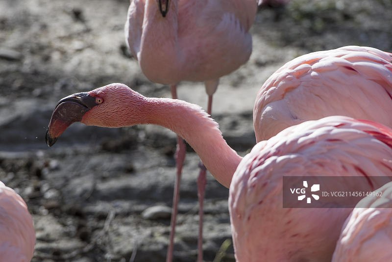 非洲纳米比亚濒危小火烈鸟群体图片素材