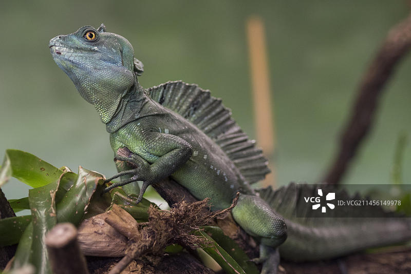 羽冠蜥图片素材